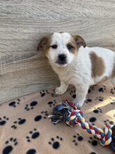 SUNI, Hund, Mischlingshund in Heiligenhaus - Bild 12