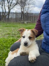 SUNI, Hund, Mischlingshund in Heiligenhaus - Bild 2