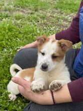 SUNI, Hund, Mischlingshund in Heiligenhaus - Bild 3