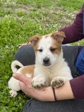 SUNI, Hund, Mischlingshund in Heiligenhaus - Bild 4