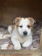 SUNI, Hund, Mischlingshund in Heiligenhaus - Bild 5
