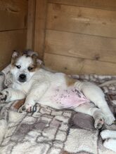 SUNI, Hund, Mischlingshund in Heiligenhaus - Bild 6