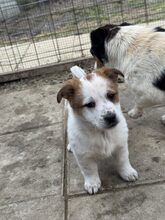 SUNI, Hund, Mischlingshund in Heiligenhaus - Bild 7