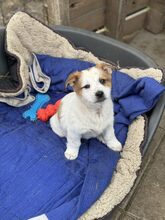 SUNI, Hund, Mischlingshund in Heiligenhaus - Bild 8