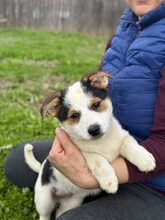 PÜPPI, Hund, Mischlingshund in Burgstetten - Bild 1