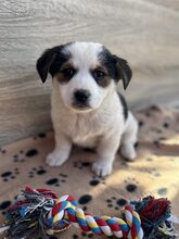 PÜPPI, Hund, Mischlingshund in Burgstetten - Bild 10