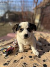 PÜPPI, Hund, Mischlingshund in Burgstetten - Bild 11