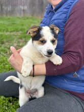 PÜPPI, Hund, Mischlingshund in Burgstetten - Bild 2