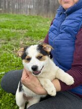PÜPPI, Hund, Mischlingshund in Burgstetten - Bild 3