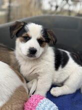 PÜPPI, Hund, Mischlingshund in Burgstetten - Bild 4