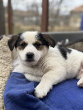 PÜPPI, Hund, Mischlingshund in Burgstetten - Bild 5