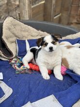 PÜPPI, Hund, Mischlingshund in Burgstetten - Bild 6