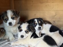 PÜPPI, Hund, Mischlingshund in Burgstetten - Bild 8