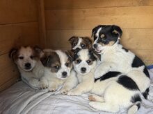 PÜPPI, Hund, Mischlingshund in Burgstetten - Bild 9