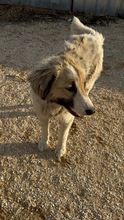 MARGA, Hund, Mischlingshund in Bulgarien - Bild 10