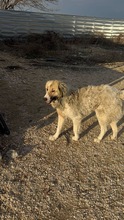 MARGA, Hund, Mischlingshund in Bulgarien - Bild 11