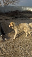 MARGA, Hund, Mischlingshund in Bulgarien - Bild 12