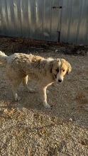 MARGA, Hund, Mischlingshund in Bulgarien - Bild 9