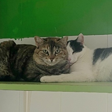 COVI, Katze, Europäisch Kurzhaar in Spanien - Bild 5