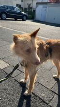 ULISSES, Hund, Podengo Portugues in Sankt Augustin - Bild 1