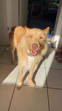 ULISSES, Hund, Podengo Portugues in Sankt Augustin - Bild 2