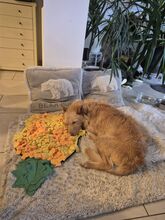 ULISSES, Hund, Podengo Portugues in Sankt Augustin - Bild 3