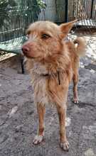 ULISSES, Hund, Podengo Portugues in Sankt Augustin - Bild 4