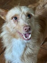 ULISSES, Hund, Podengo Portugues in Sankt Augustin - Bild 6