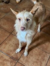 ULISSES, Hund, Podengo Portugues in Sankt Augustin - Bild 8
