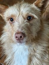 ULISSES, Hund, Podengo Portugues in Sankt Augustin - Bild 9
