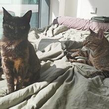 ROMER, Katze, Europäisch Kurzhaar in Spanien - Bild 10