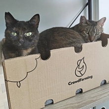 ROMER, Katze, Europäisch Kurzhaar in Spanien - Bild 11