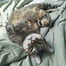 ROMER, Katze, Europäisch Kurzhaar in Spanien - Bild 9