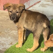 NUNO, Hund, Mischlingshund in Rumänien - Bild 11