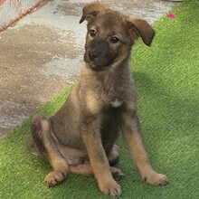 NUNO, Hund, Mischlingshund in Rumänien - Bild 8