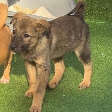 NUNO, Hund, Mischlingshund in Rumänien - Bild 9