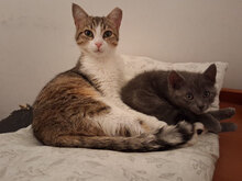 LILI, Katze, Europäisch Kurzhaar in Bulgarien - Bild 7