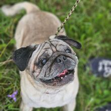 WINNIEPUH, Hund, Mops in Rosbach - Bild 1