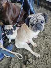 WINNIEPUH, Hund, Mops in Rosbach - Bild 10