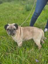 WINNIEPUH, Hund, Mops in Rosbach - Bild 2