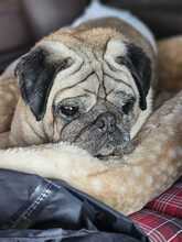 WINNIEPUH, Hund, Mops in Rosbach - Bild 3