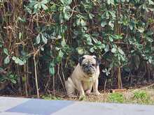 WINNIEPUH, Hund, Mops in Rosbach - Bild 4