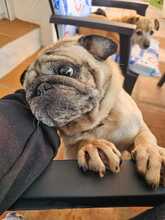 WINNIEPUH, Hund, Mops in Rosbach - Bild 5