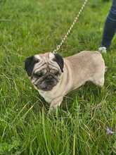 WINNIEPUH, Hund, Mops in Rosbach - Bild 6