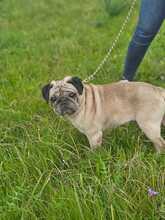 WINNIEPUH, Hund, Mops in Rosbach - Bild 7