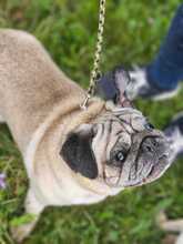 WINNIEPUH, Hund, Mops in Rosbach - Bild 8