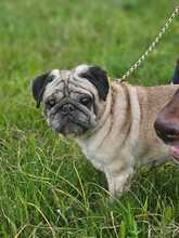 WINNIEPUH, Hund, Mops in Rosbach - Bild 9