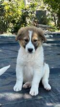 CIBA, Hund, Herdenschutzhund-Mix in Griechenland - Bild 1