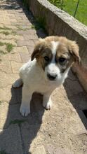 CIBA, Hund, Herdenschutzhund-Mix in Griechenland - Bild 2