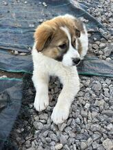 CIBA, Hund, Herdenschutzhund-Mix in Griechenland - Bild 3